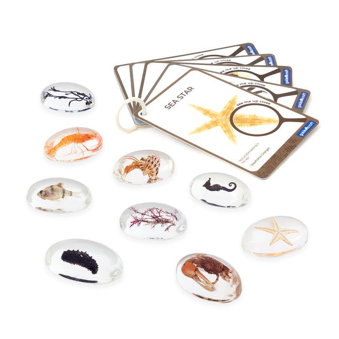 Oceanic Specimen Stones Set
