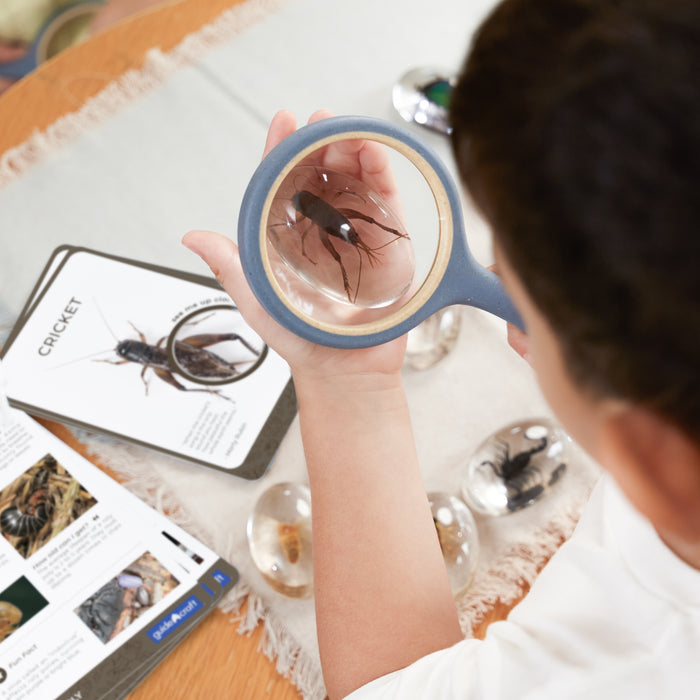 Mini Beast Specimen Stone Set