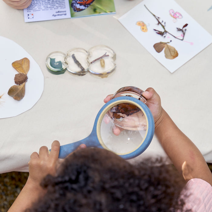 Specimen Life Cycle Puzzle - Butterfly