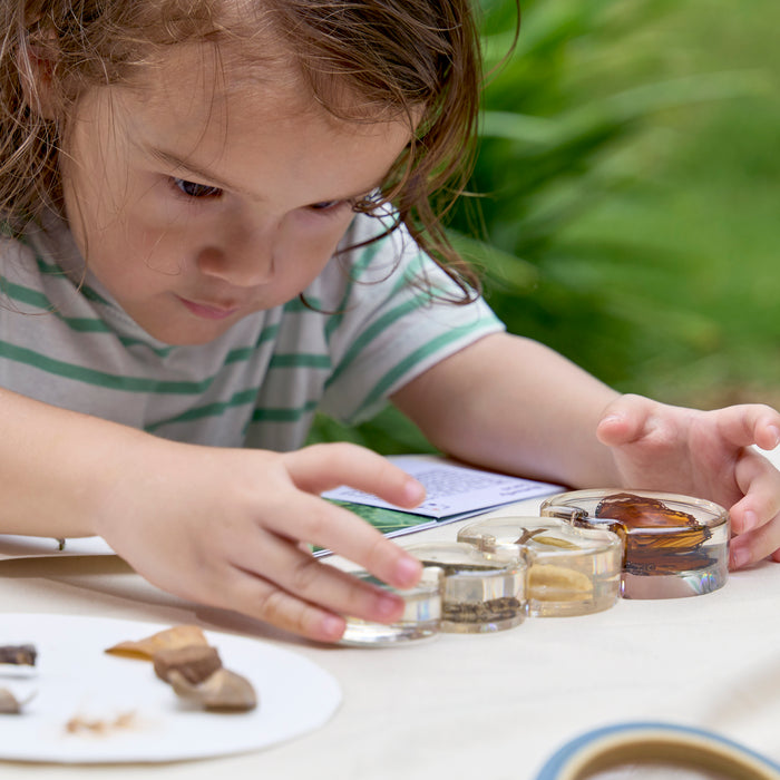 Specimen Life Cycle Puzzle - Butterfly