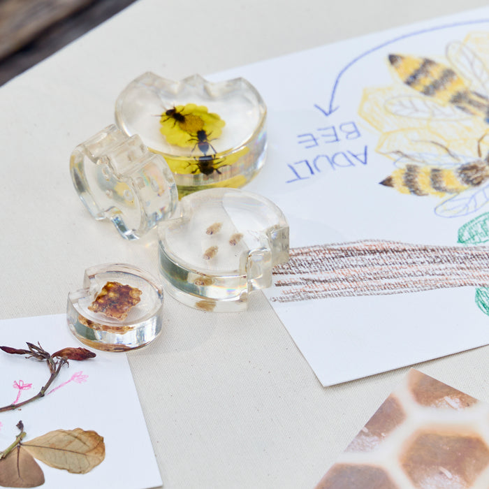 Specimen Life Cycle Puzzle - Bee