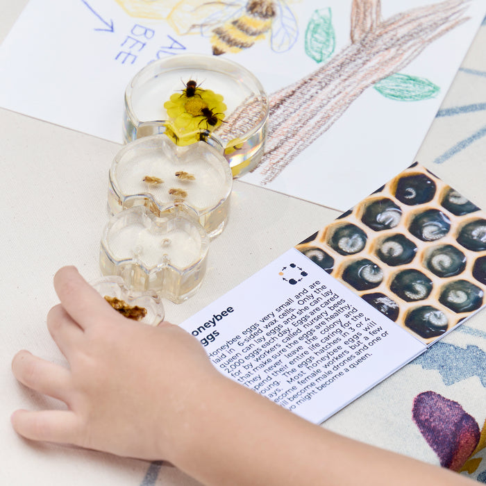 Specimen Life Cycle Puzzle - Bee