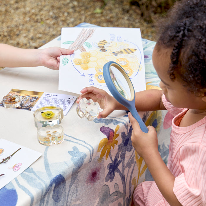 Specimen Life Cycle Puzzle - Bee