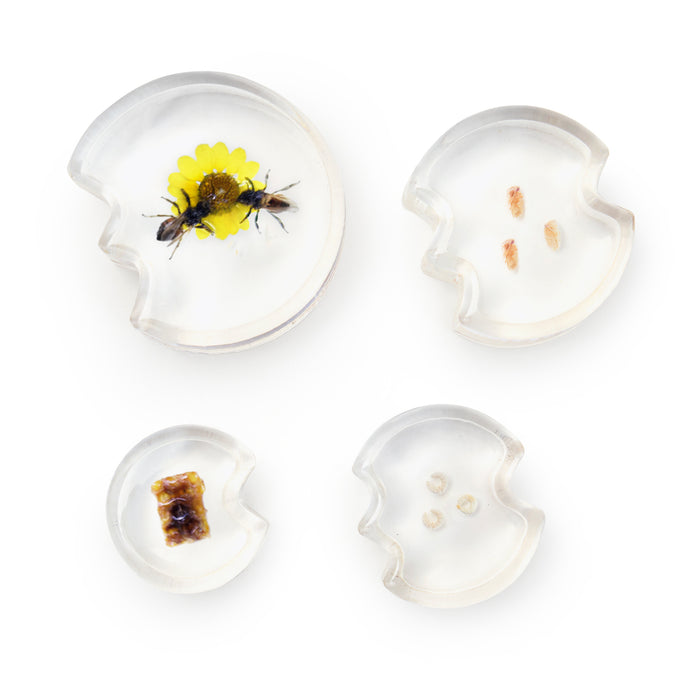 Specimen Life Cycle Puzzle - Bee
