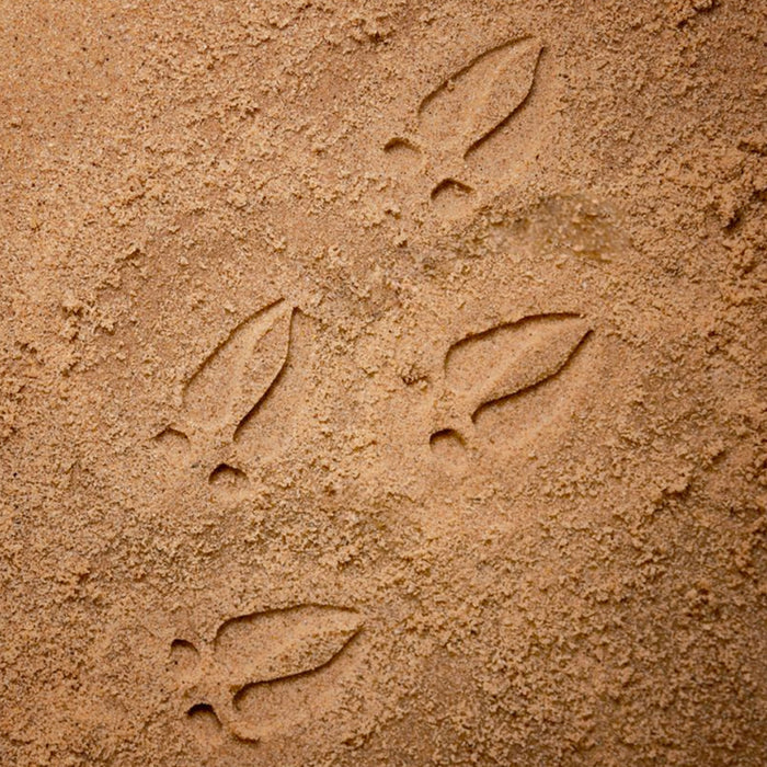 Woodland Footprints